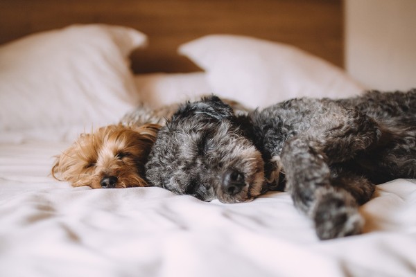 Why Do Dogs Sleep With Their Bum Facing You?